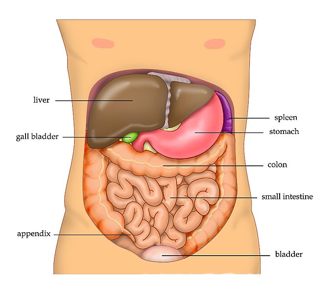 gallbladder